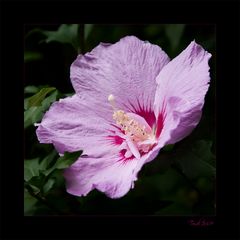 Hibiskus