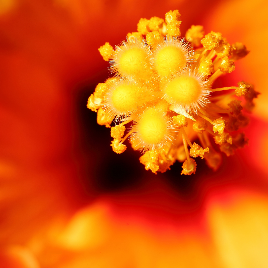 Hibiskus