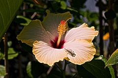 Hibiskus