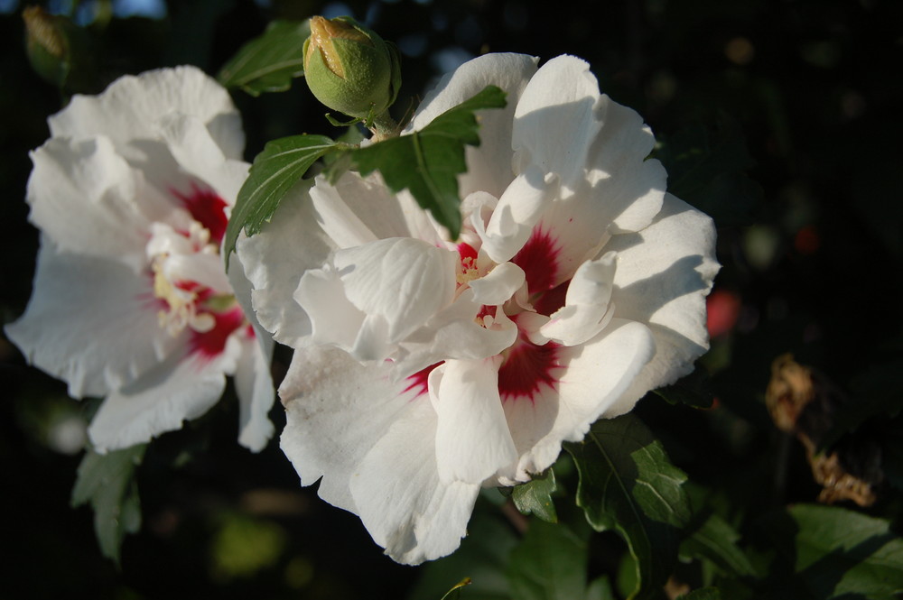 Hibiskus