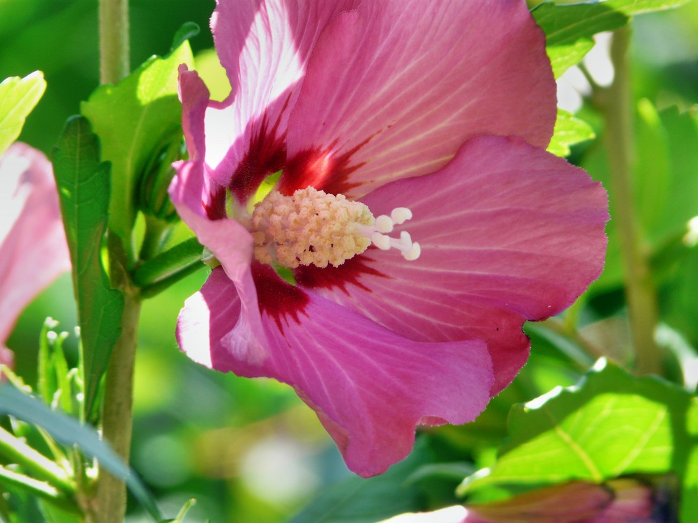 Hibiskus