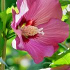 Hibiskus