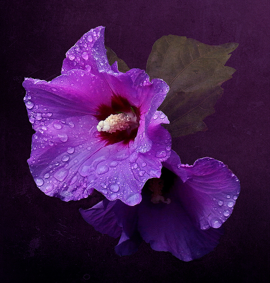 Hibiskus