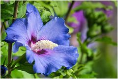 Hibiskus