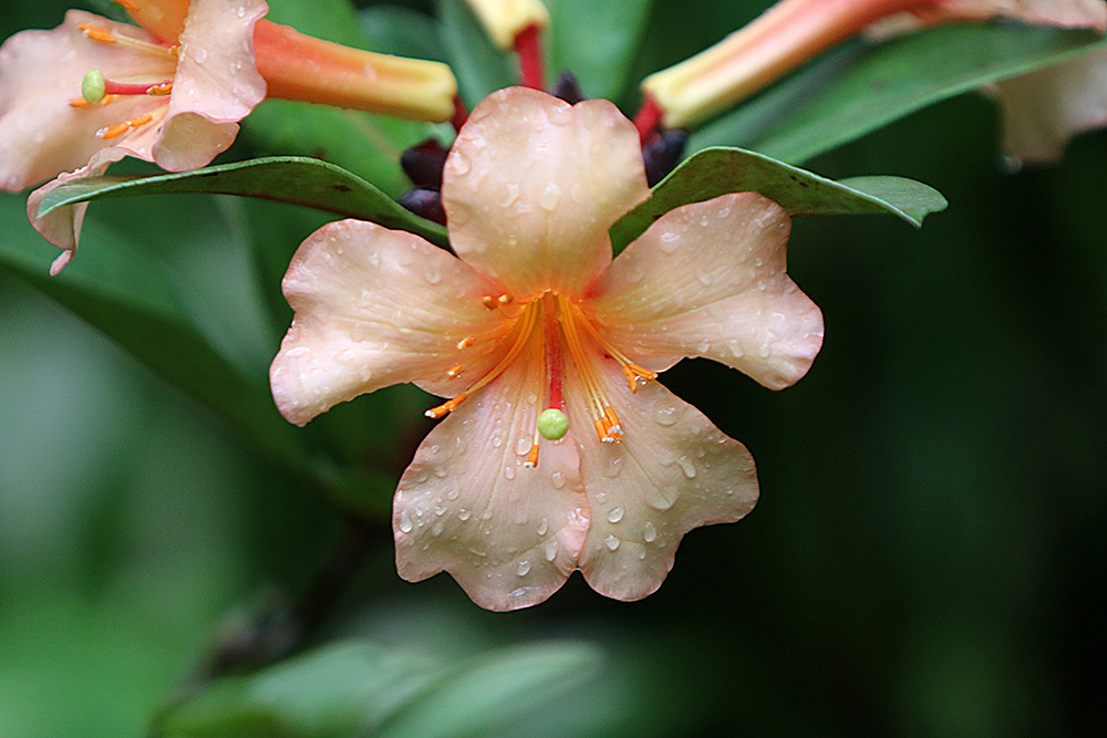 Hibiskus