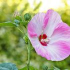 Hibiskus