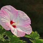 Hibiskus