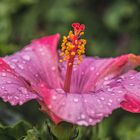 Hibiskus