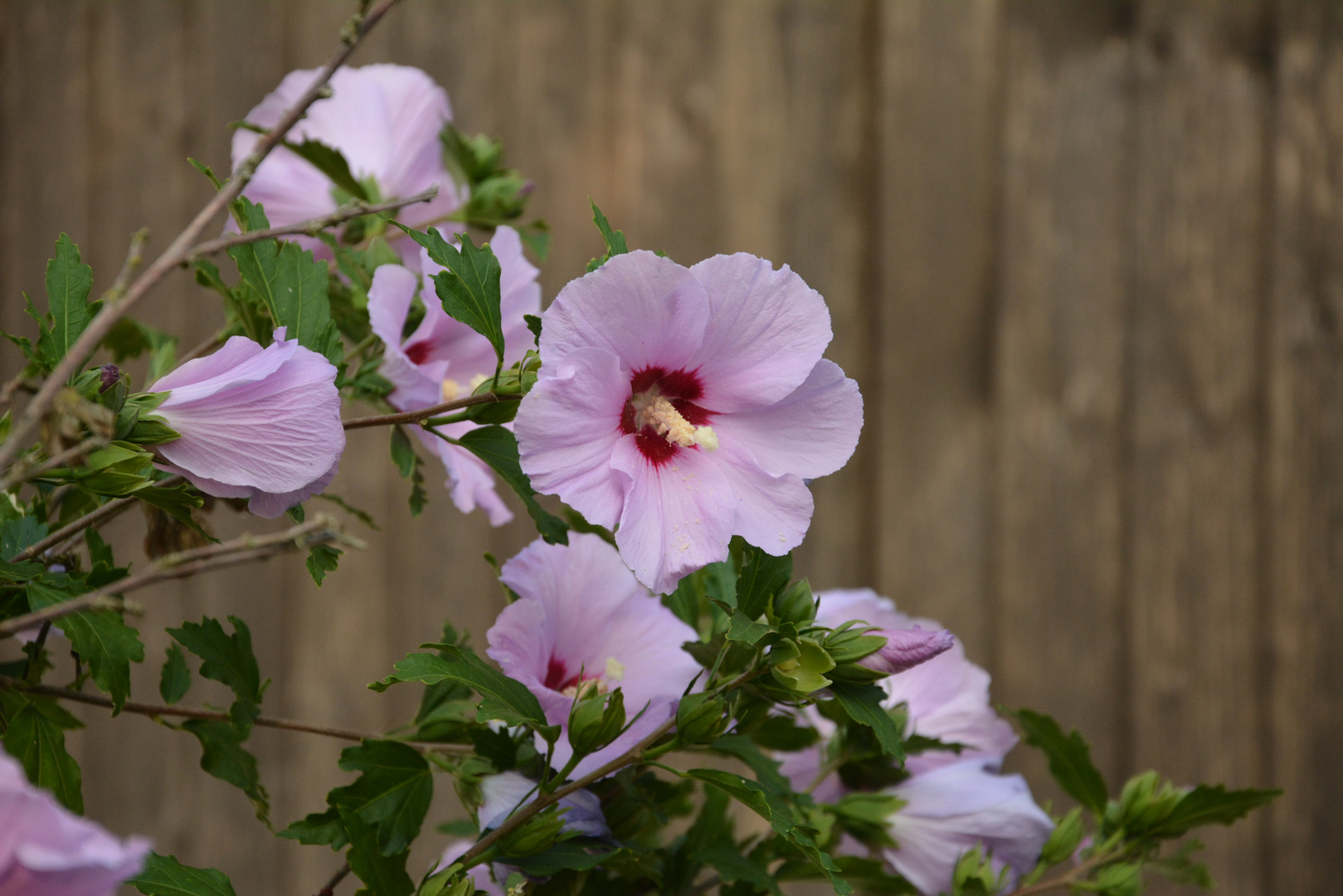 Hibiskus