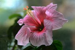 Hibiskus