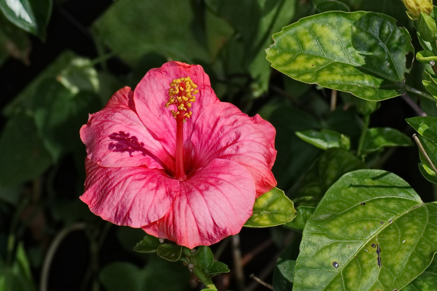 Hibiskus