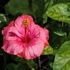 Hibiskus