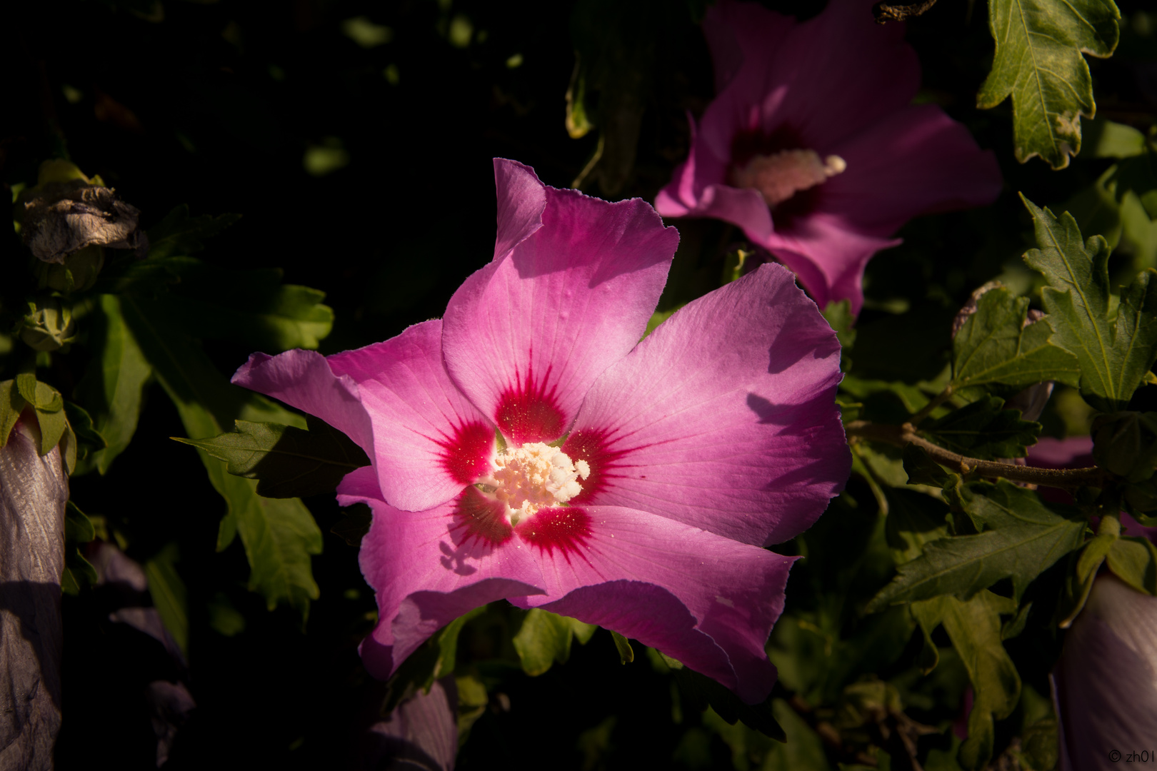 Hibiskus