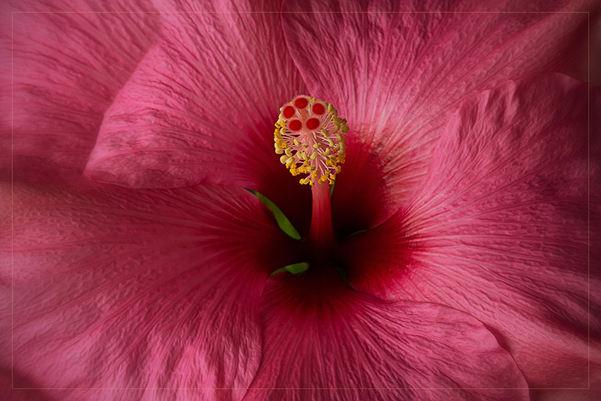 Hibiskus...