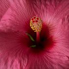 Hibiskus...