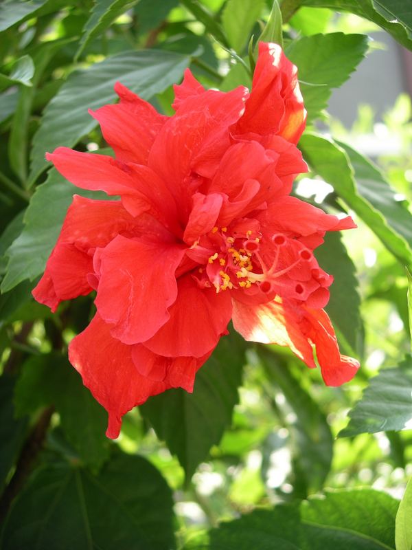 Hibiskus