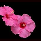 Hibiskus