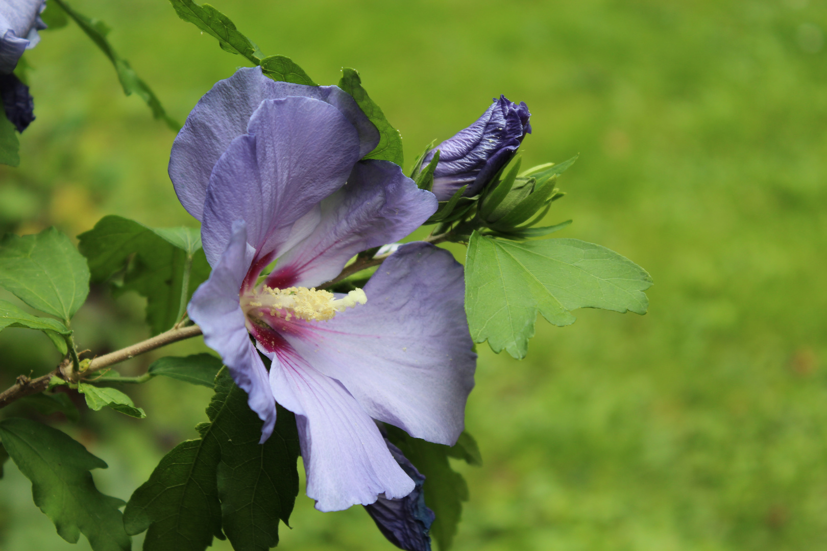 Hibiskus