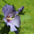 Hibiskus