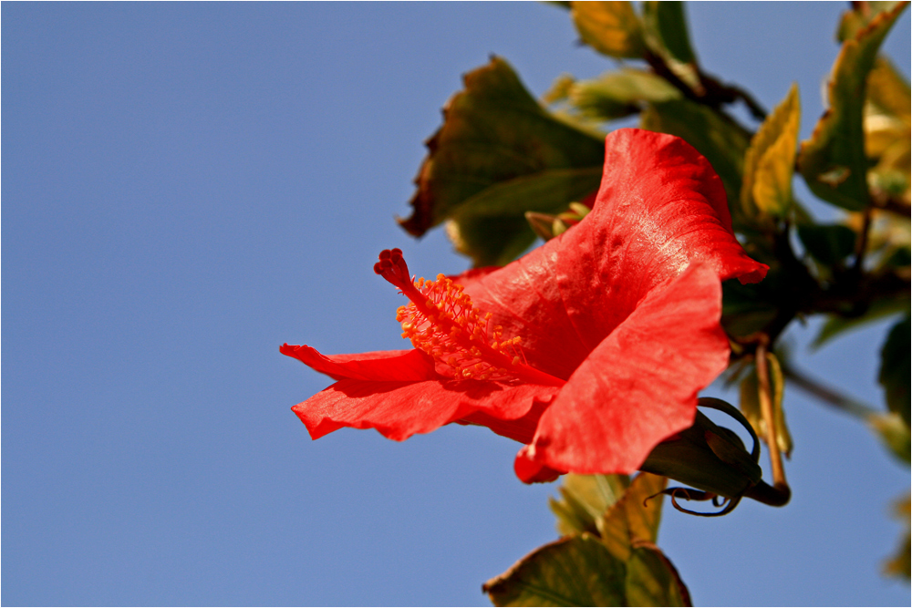 Hibiskus