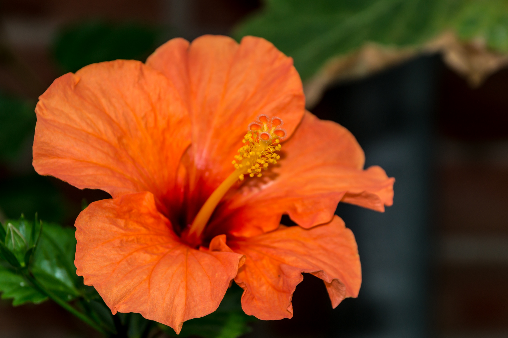 Hibiskus