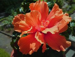 Hibiskus