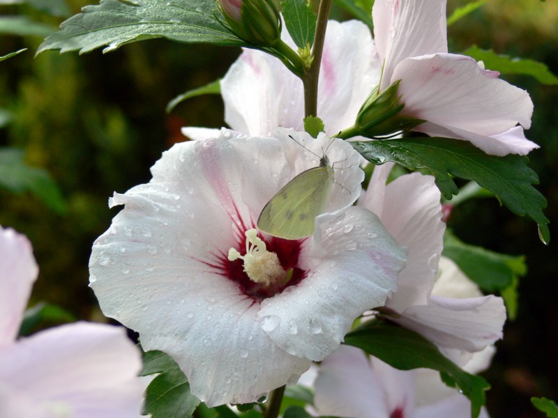 Hibiskus