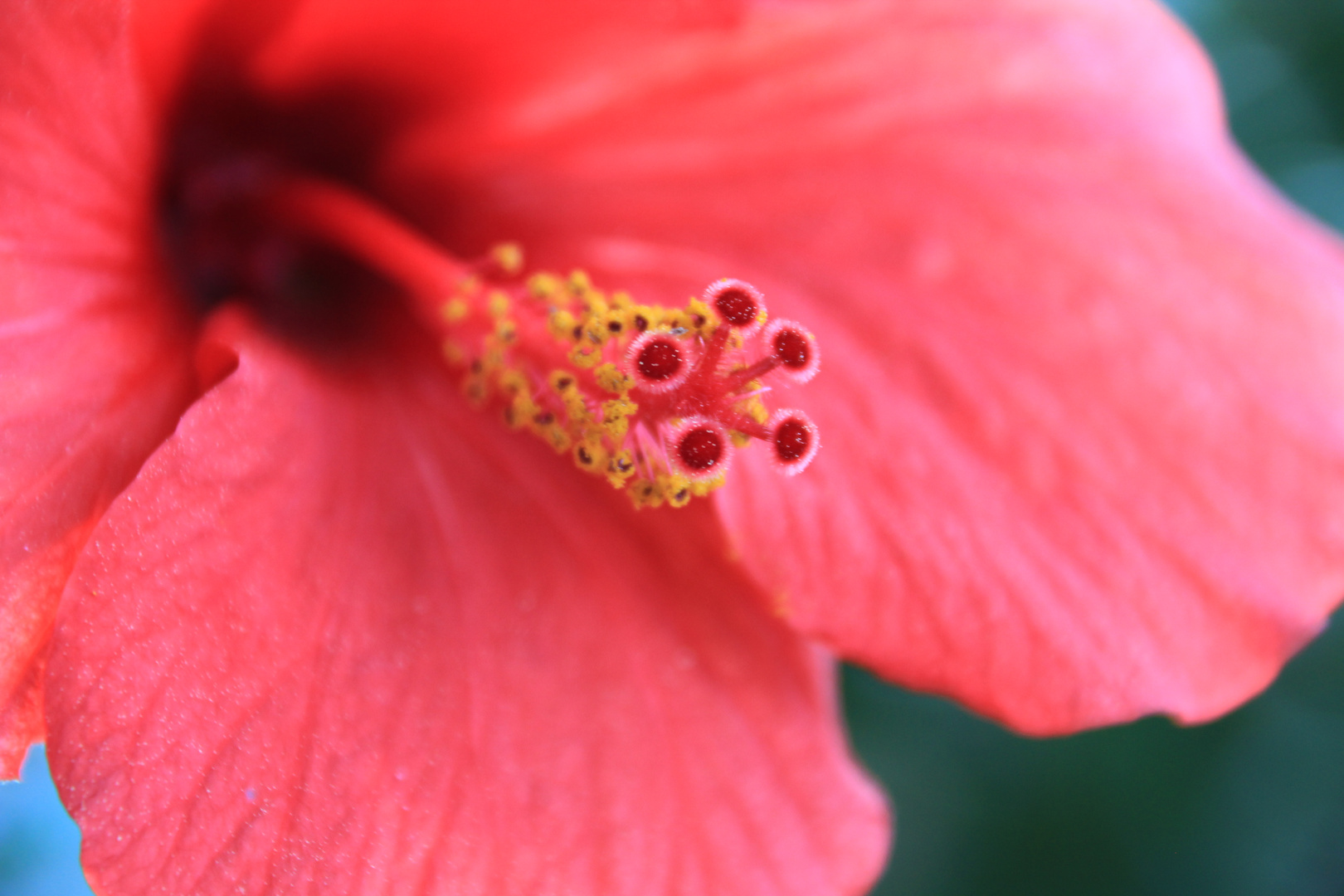 Hibiskus