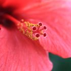 Hibiskus