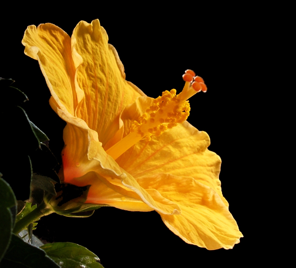 Hibiskus von Hans-Peter Schulte