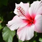 Hibiskus