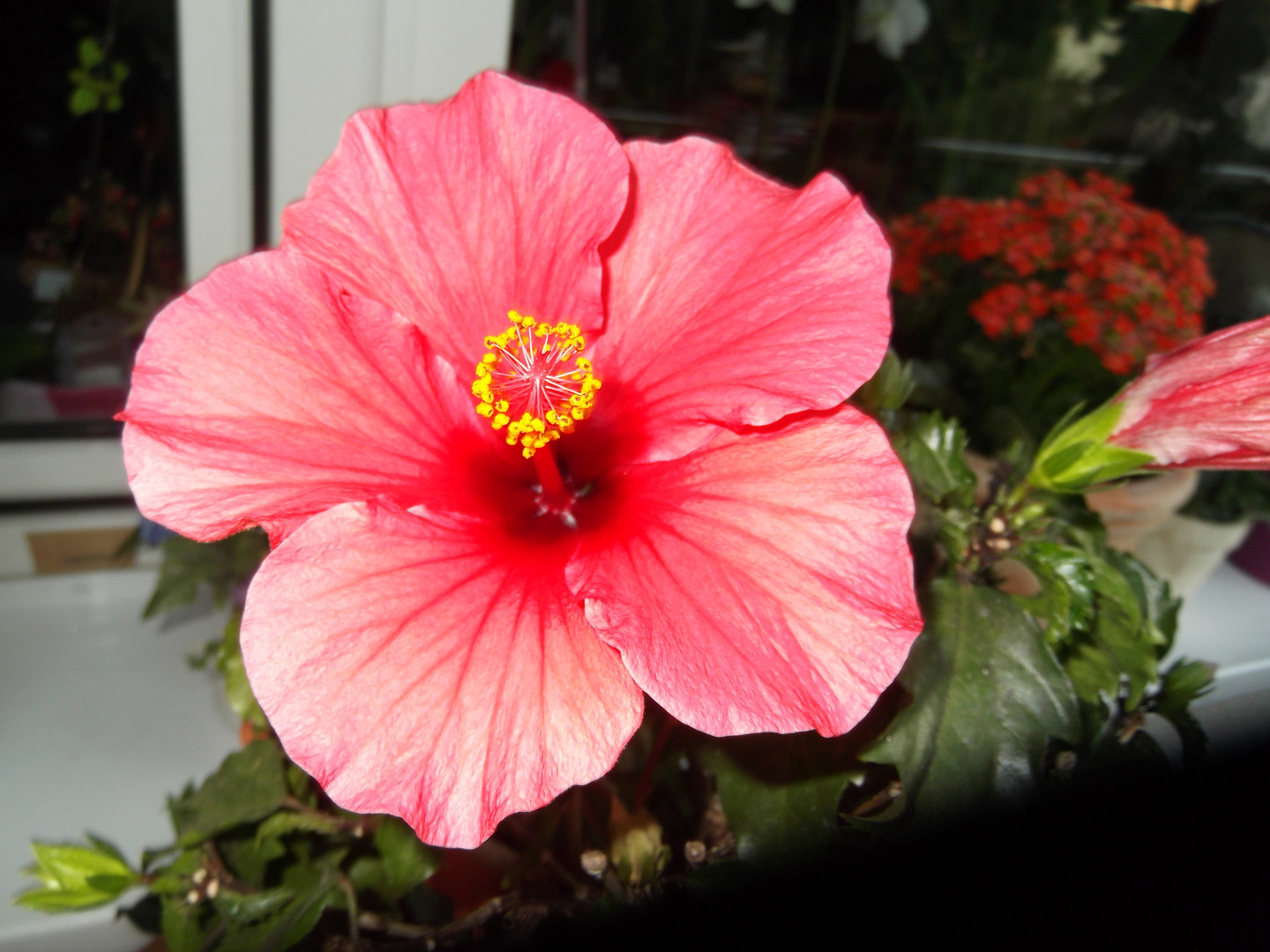 Hibiskus