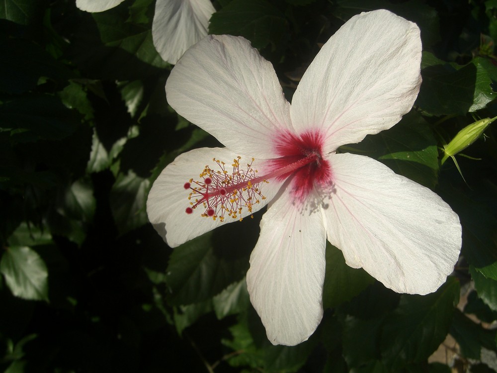 Hibiskus