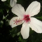 Hibiskus