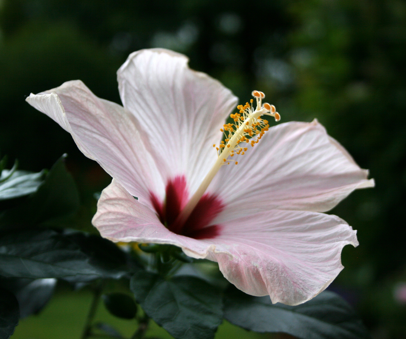  Hibiskus