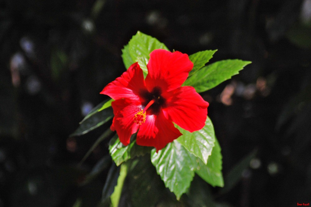 Hibiskus