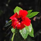 Hibiskus