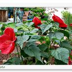 Hibiskus