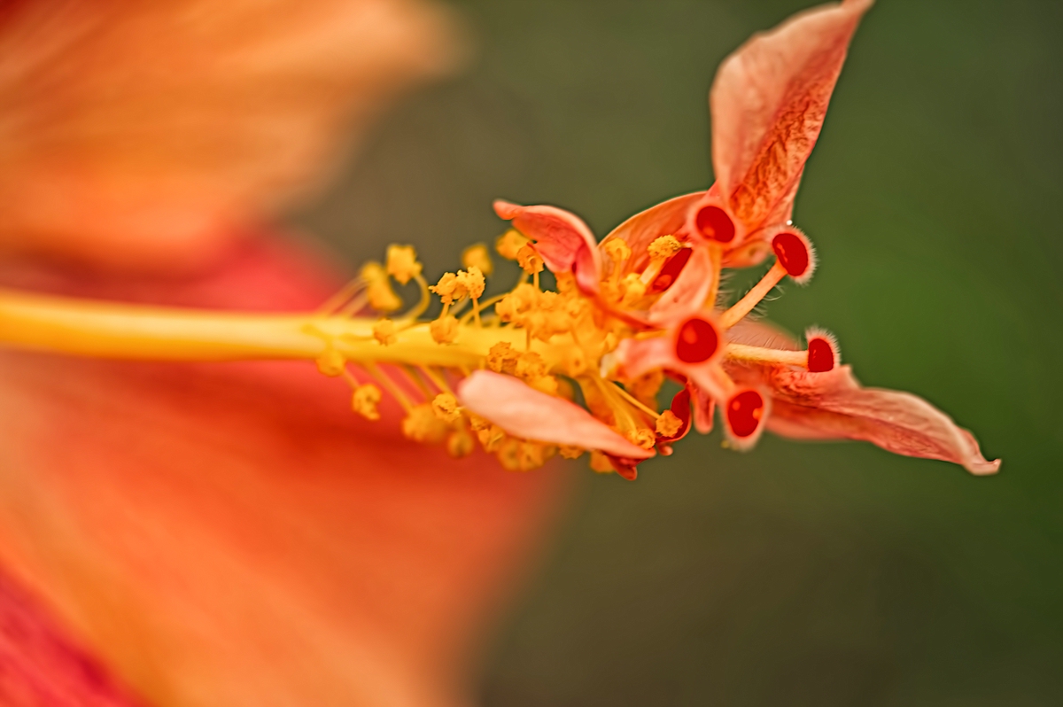 Hibiskus