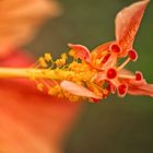 Hibiskus