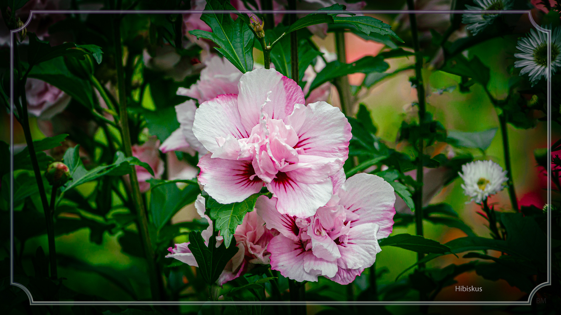 Hibiskus