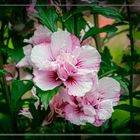 Hibiskus