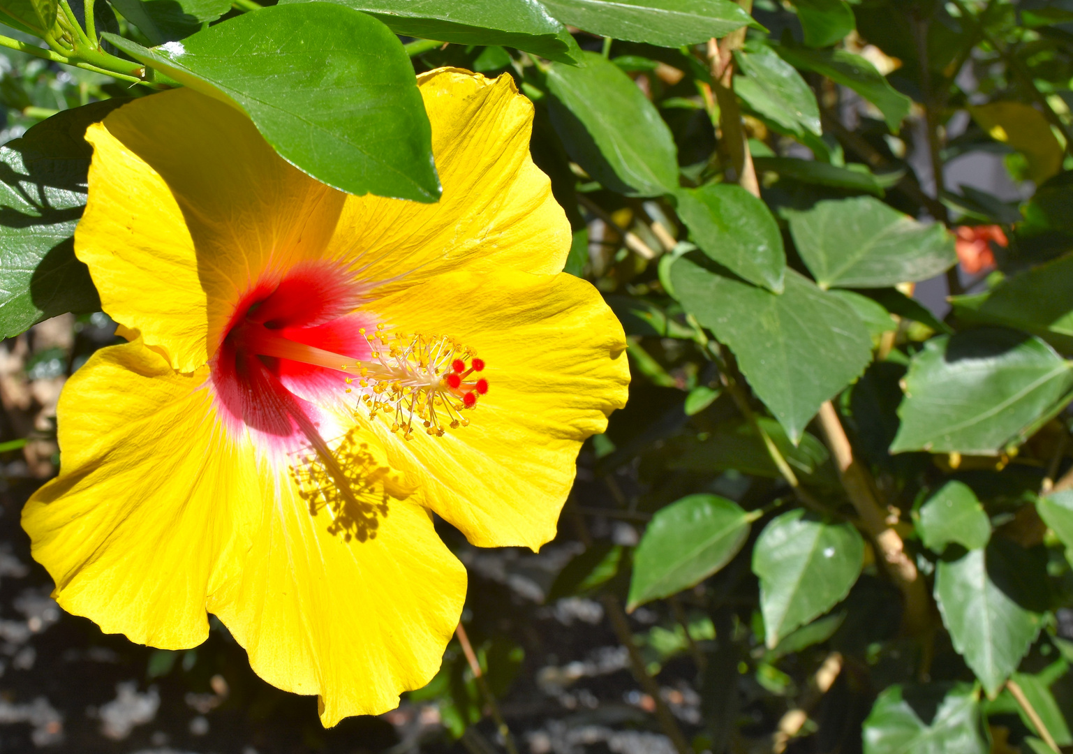 Hibiskus