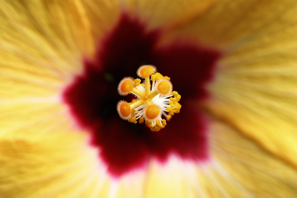 Hibiskus