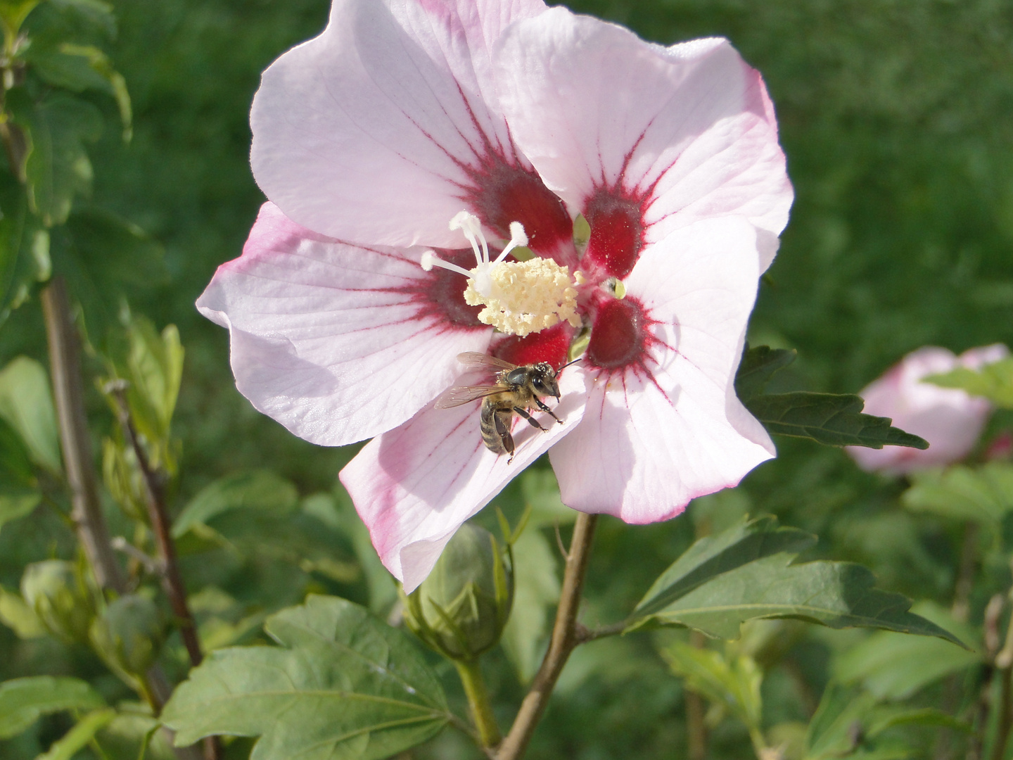 Hibiskus