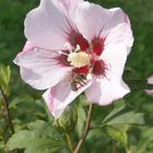 Hibiskus