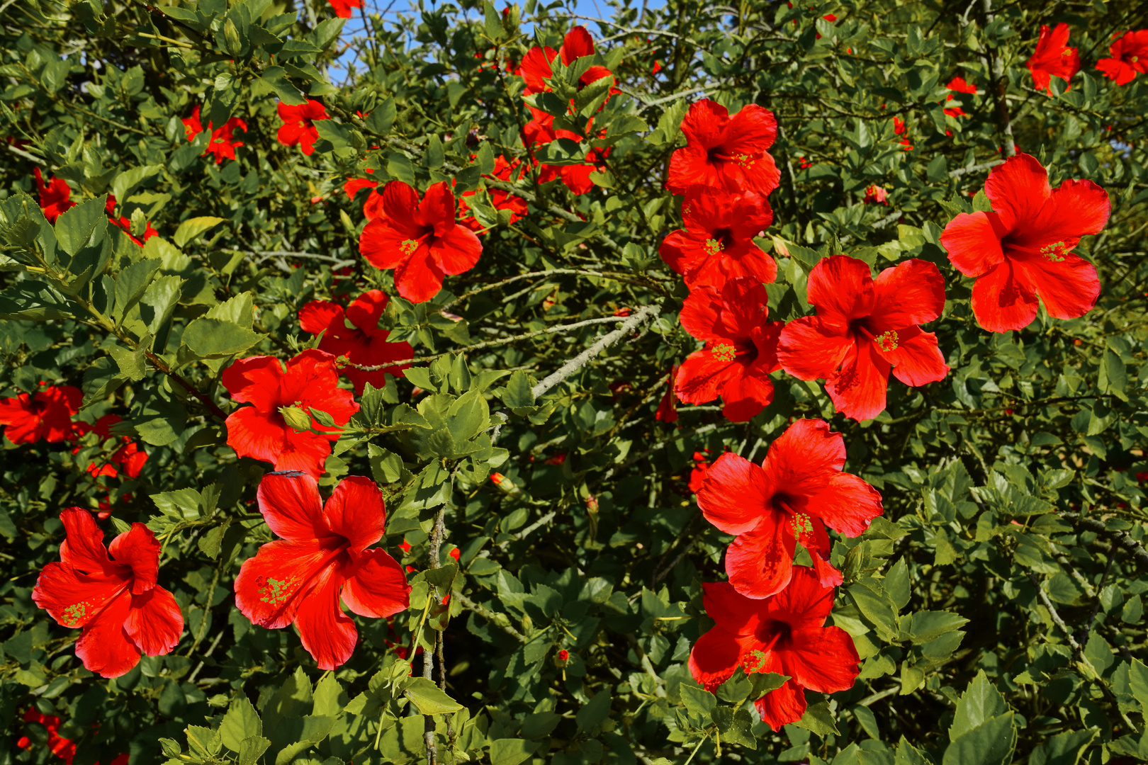 Hibiskus