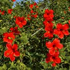 Hibiskus