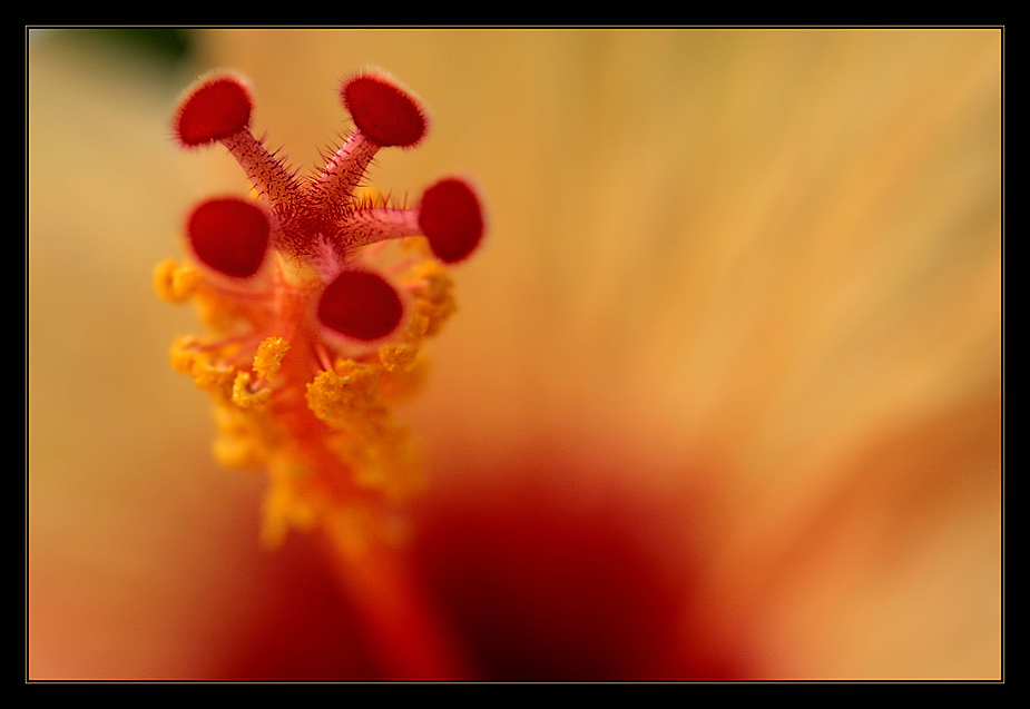 Hibiskus.....