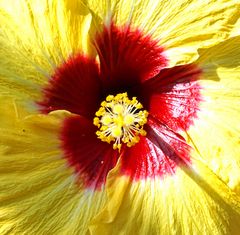 Hibiskus